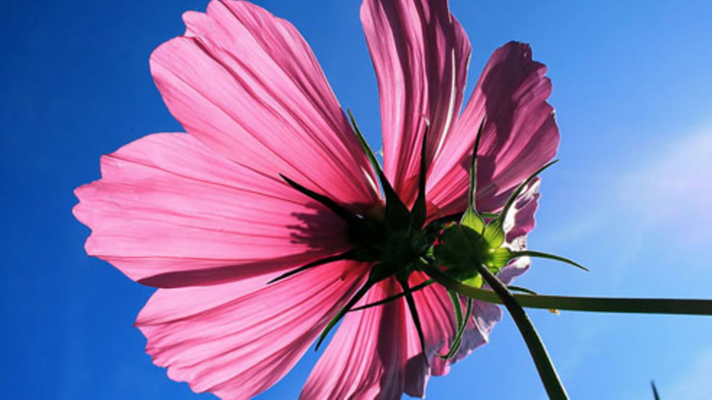 Nr. 125 Sommerblume [GEO]