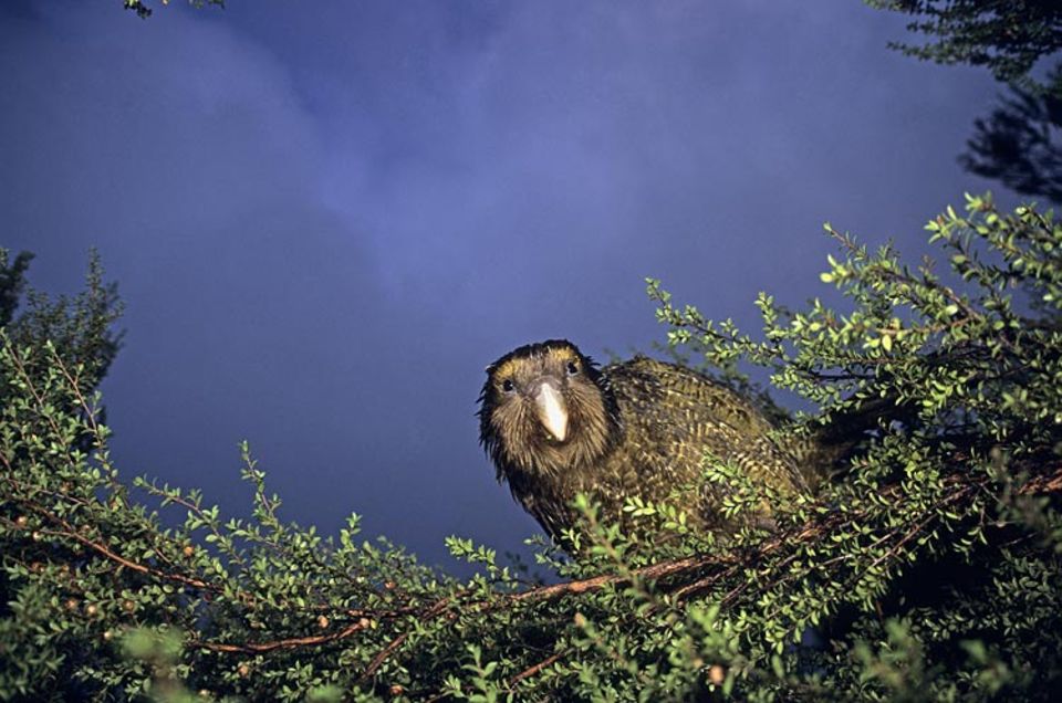 Vorgelesen: Der langsame Brüter: Ein komischer Kauz: der Kakapo