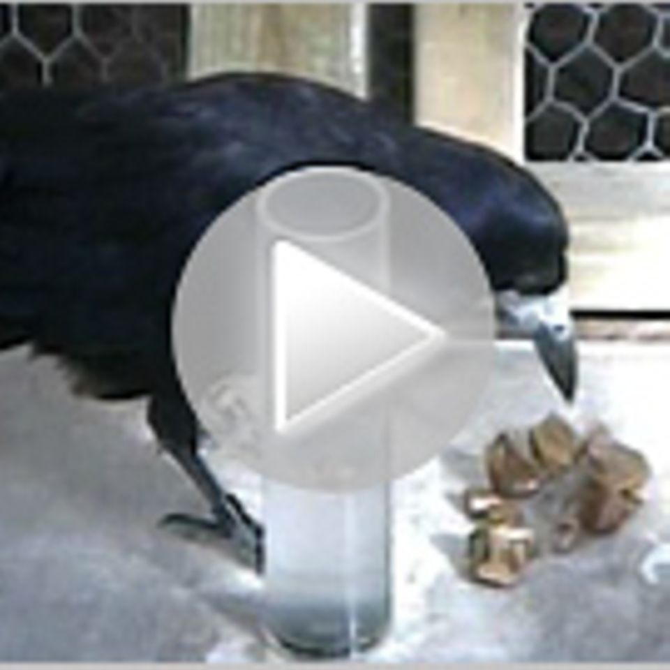 Kluge Krähen: Fabel mit wahrem Kern Kluge Krähen: Fabel mit wahrem Kern