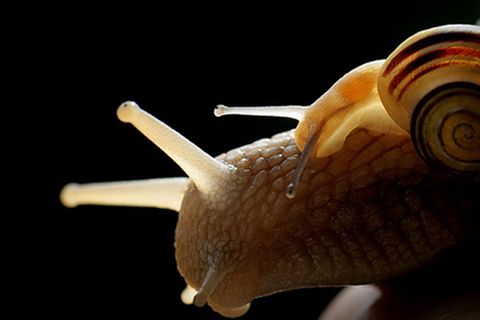 Schiebepuzzle: Huckepack