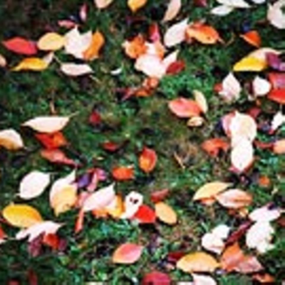 Schreibwettbewerb: Herbst