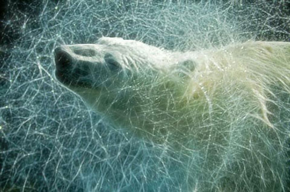 Schiebepuzzle: Nr. 139: Eisbär Schiebepuzzle: Nr. 139: Eisbär