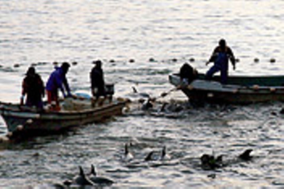 Stoppt Japan die Jagd auf Delfine?