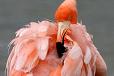 Schiebepuzzle: Nr. 142: Flamingo auf Galapagos