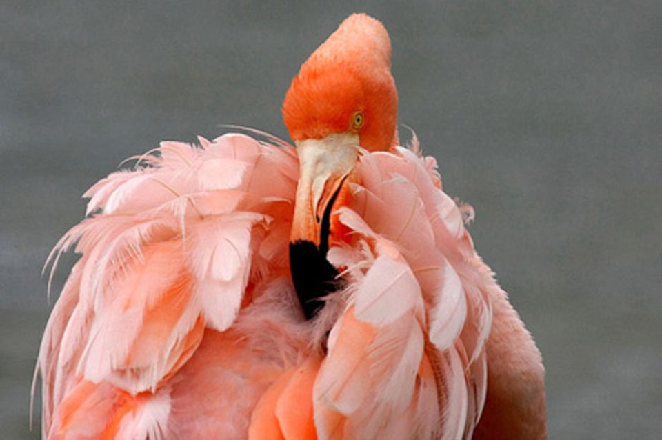 Schiebepuzzle: Nr. 142: Flamingo auf Galapagos Schiebepuzzle: Nr. 142: Flamingo auf Galapagos