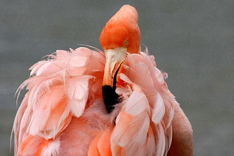 Schiebepuzzle: Flamingo auf Galapagos