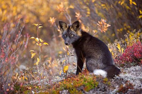 Schiebepuzzle: Silberfuchs