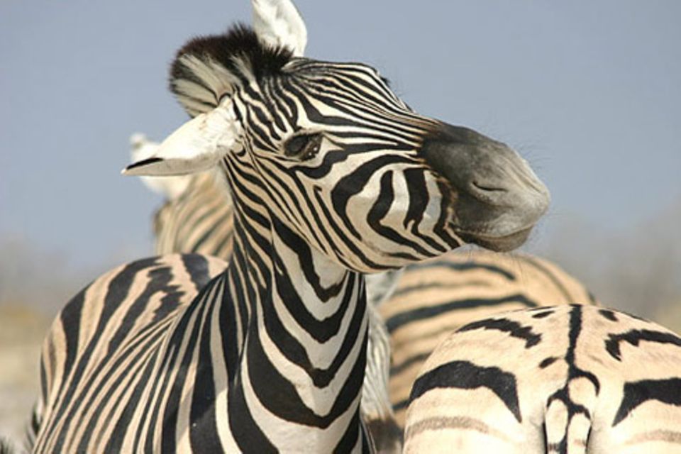 Schiebepuzzle: Zebra im Etosha-Nationalpark