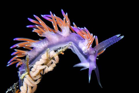 Schiebepuzzle: Fadenschnecke