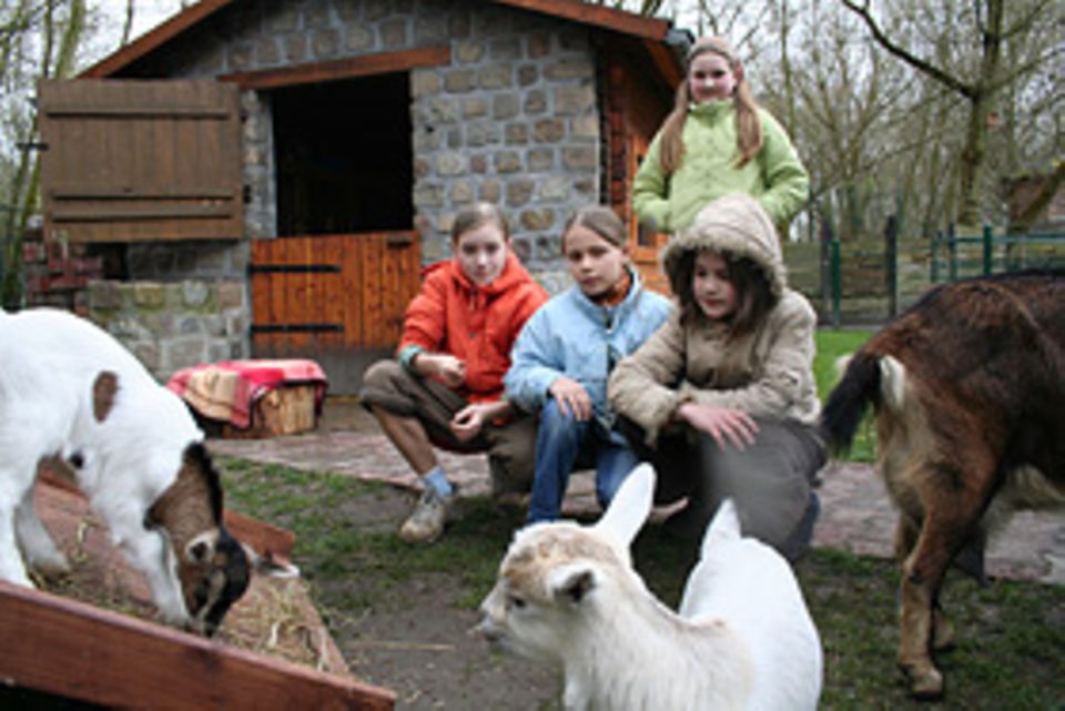 Ziegen und Schafe, Schweine und Gänse, Hühner und Hasen: An der Berliner "Grundschule im Grünen" betreuen Schüler über 160 Tiere