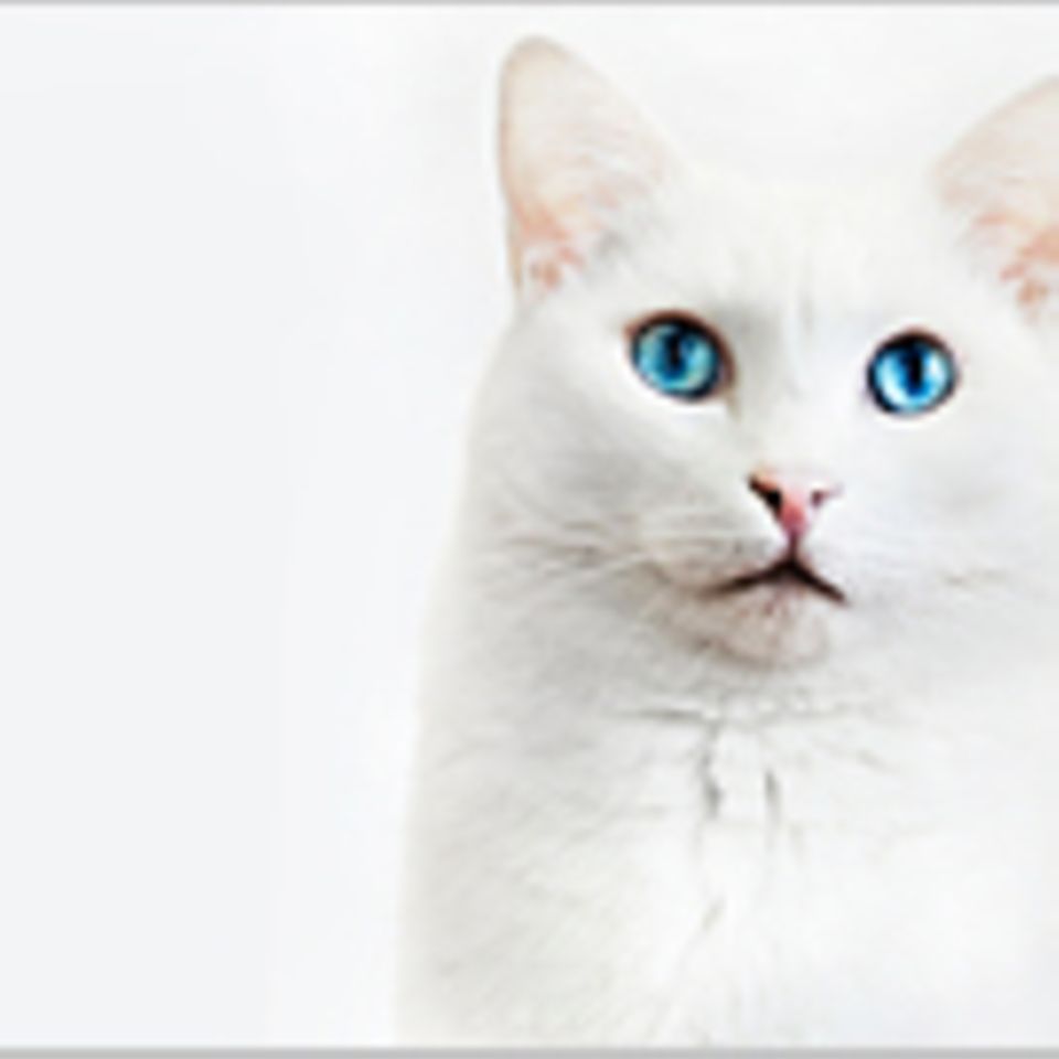 Schiebepuzzle: Weiße Katze