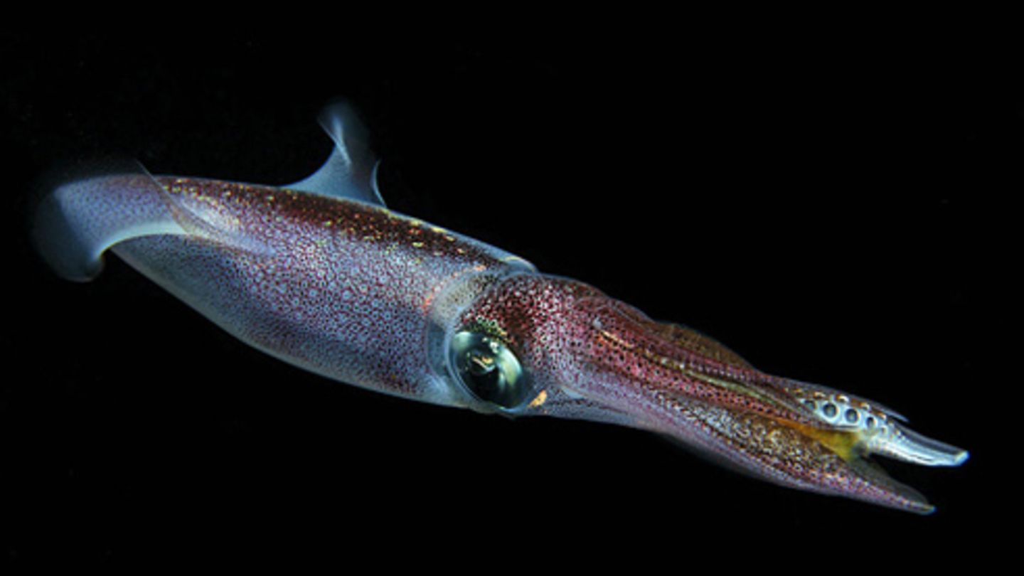 Nr. 152 Kalmar [GEO]