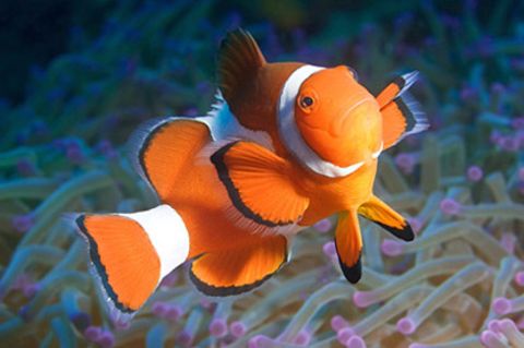Schiebepuzzle: Nemo