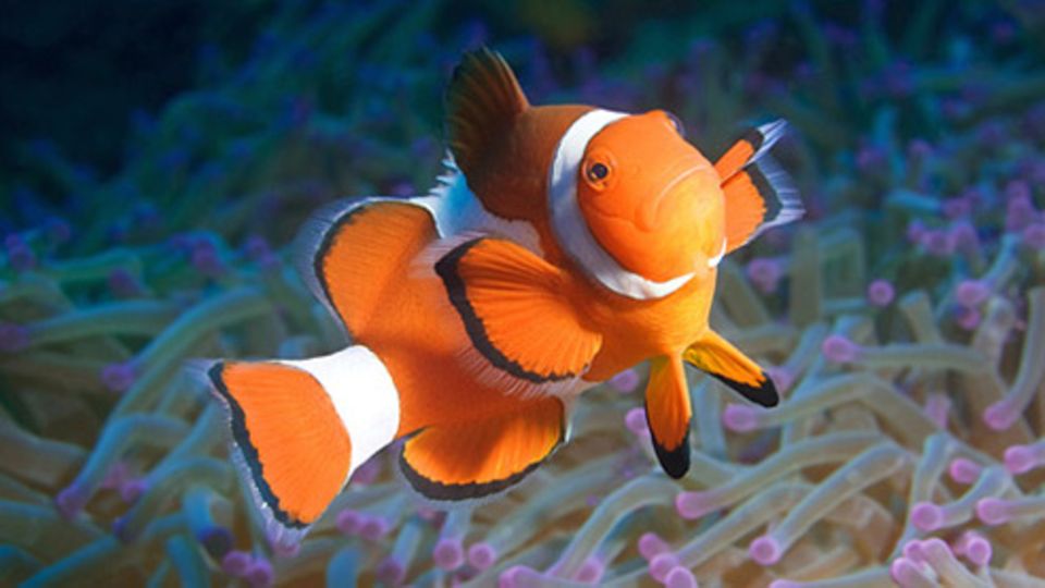 Schiebepuzzle: Nr. 154: Nemo Schiebepuzzle: Nr. 154: Nemo