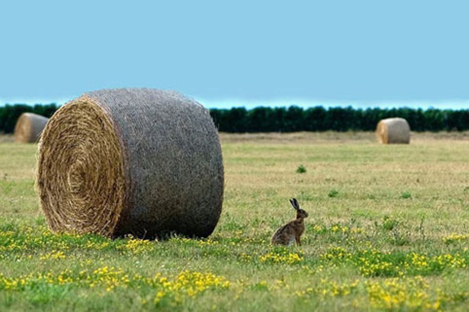 Schiebepuzzle: Nr. 159: Hase im Feld Schiebepuzzle: Nr. 159: Hase im Feld