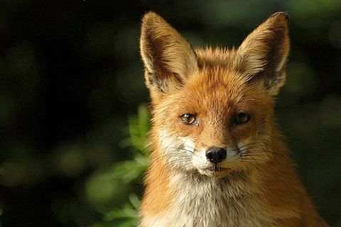 Schiebepuzzle: Fuchs