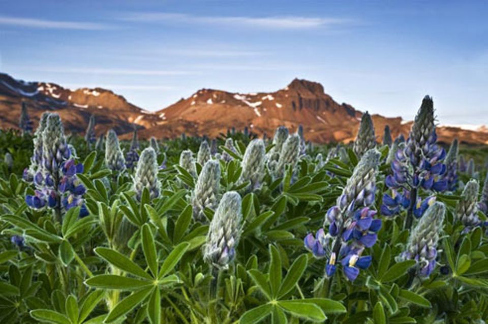 Schiebepuzzle: Nr. 163: Lupinen auf Island Schiebepuzzle: Nr. 163: Lupinen auf Island