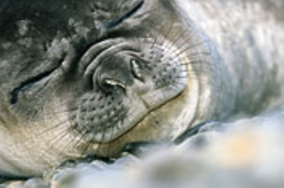 See-Elefanten: Wahrhaft tiefer Schlaf