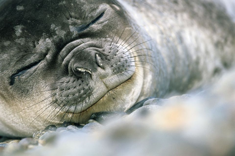 Der Schein trügt: See-Elefanten kommen offenbar erst im Wasser richtig zur Ruhe