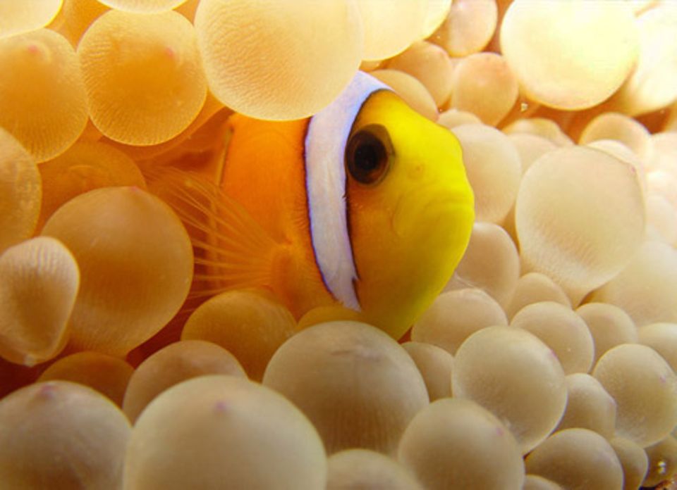 Schiebepuzzle: Nr. 167: Clownfisch Schiebepuzzle: Nr. 167: Clownfisch