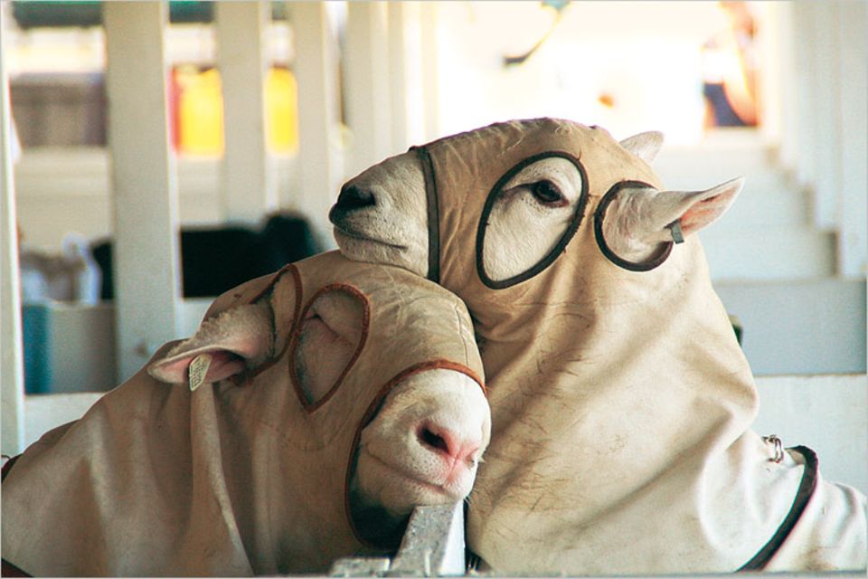 Kein Stäubchen soll die Schönheit mindern: Mit Overalls schützen Züchter auf der New York State Fair im US-amerikanischen Syracuse das frisch frisierte Fell ihrer Schäfchen. Tierschauen bilden traditionell den Kern dieser Jahrmärkte. GEO-Leserin Viola Kosseda aus Stuttgart entdeckte die Tiere als Studentin an der Cornell University. Mit dem Bild hat sie den Online-Wettbewerb auf GEO.de im Dezember gewonnen. Kein Stäubchen soll die Schönheit mindern: Mit Overalls schützen Züchter auf der New York State Fair im US-amerikanischen Syracuse das frisch frisierte Fell ihrer Schäfchen. Tierschauen bilden traditionell den Kern dieser Jahrmärkte. GEO-Leserin Viola Kosseda aus Stuttgart entdeckte die Tiere als Studentin an der Cornell University. Mit dem Bild hat sie den Online-Wettbewerb auf GEO.de im Dezember gewonnen.