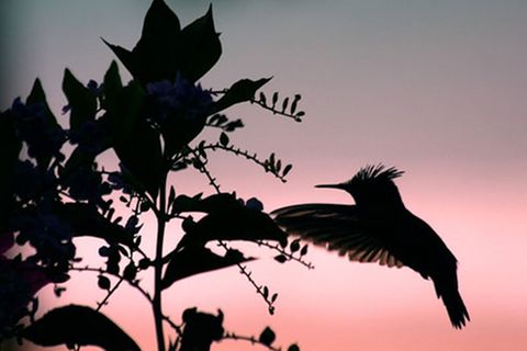 Schiebepuzzle: Kolibri