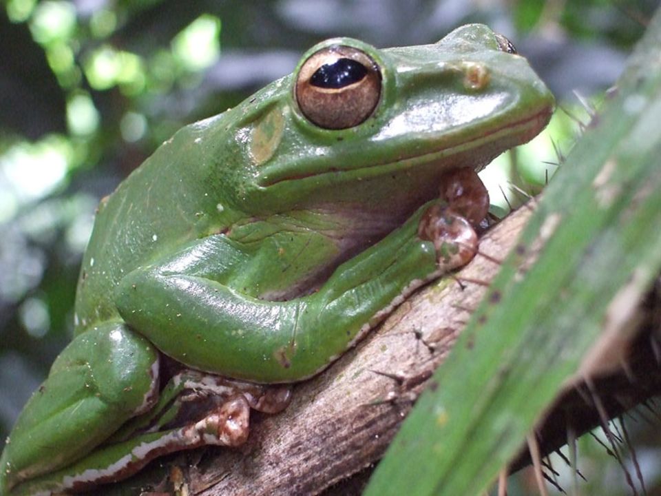 150 Arten an Reptilien und Amphibien leben im Karstgebiet des Phong Nha-Ke Bang. Alleine in den letzten zehn Jahren wurden vierzehn neue entdeckt