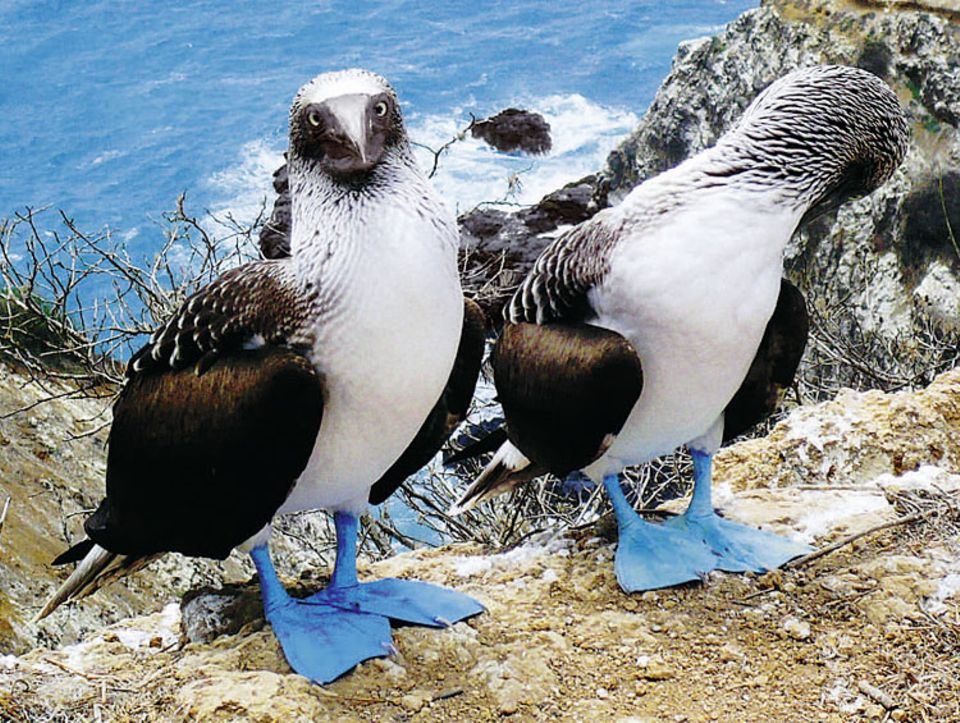 Auf der Isla de la Plata vor der Küste Ecuadors fotografierte GEO-Leser Christoph Zanzinger aus Landshut diese Blaufußtölpel. Sula nebouxii ist eine von mehr als 270 Vogelarten im Nationalpark Machalilla, der die Insel einschließt. Je kräftiger die Füße der Männchen leuchten, desto größer ist deren Chance bei der Partnerwahl. Tölpel mit matter Fußfärbung gehen oft leer aus. Mit dem Bild hat Zanzinger den Wettbewerb auf GEO.de im Januar gewonnen.
