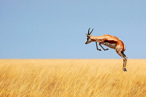 Schiebepuzzle: Spingbock in Namibia