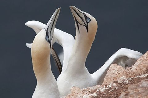 Schiebepuzzle: Tölpel auf Helgoland