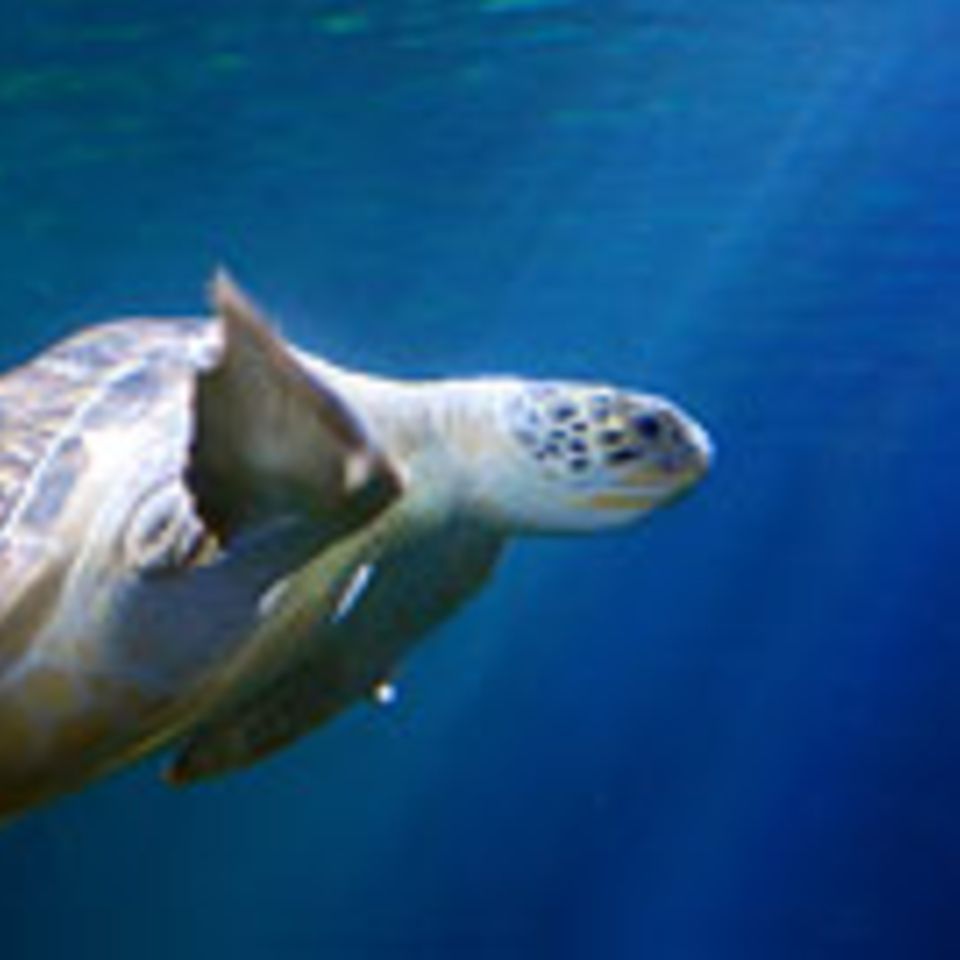 Schiebepuzzle: Schildkröte