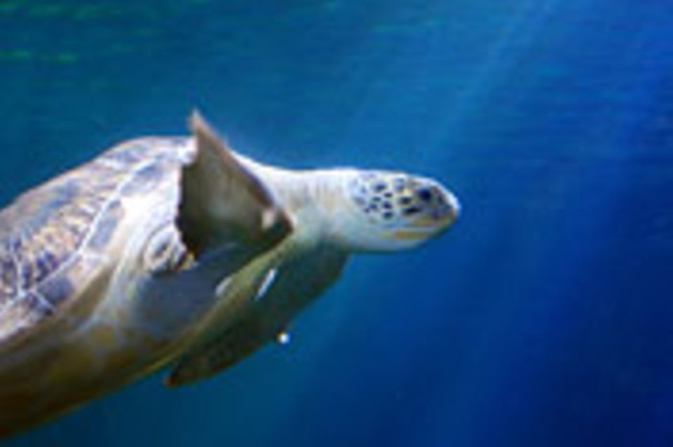Schiebepuzzle: Schildkröte