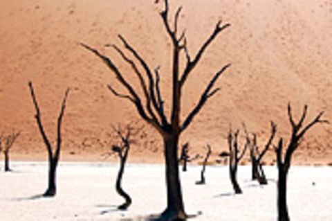 Schiebepuzzle: Nr. 181: Dead Vlei in Namibia