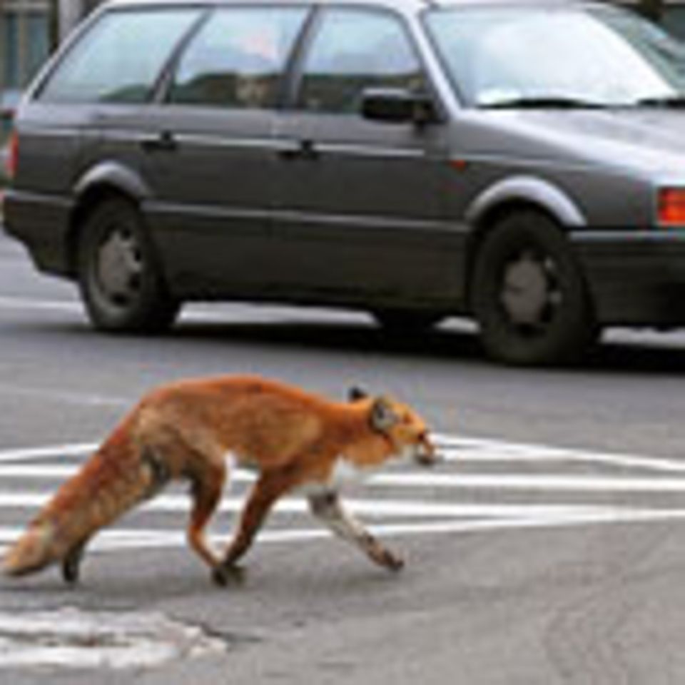 Wildtiere erobern die Stadt