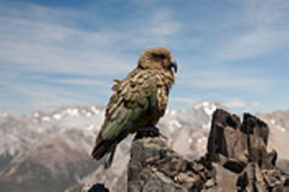 Schiebepuzzle: Nr. 184: Alpine Parrot