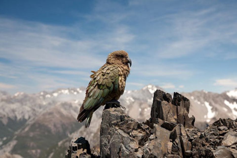 Schiebepuzzle: Alpine Parrot