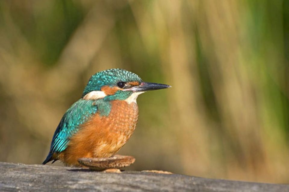 Schiebepuzzle: Eisvogel