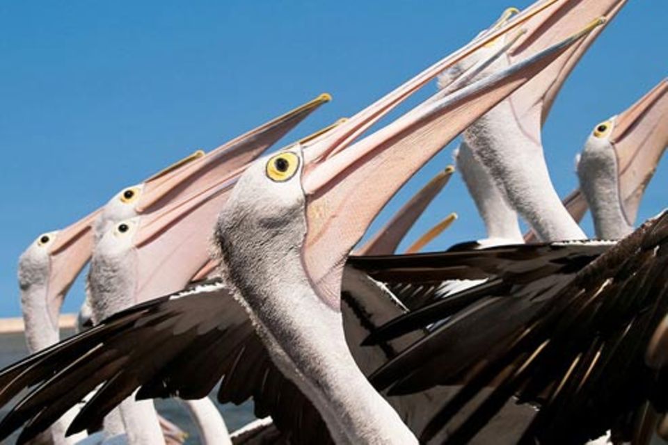 Schiebepuzzle: Pelikane in Australien