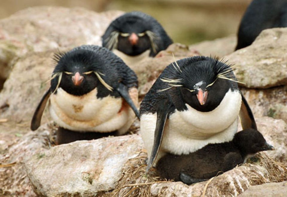 Schiebepuzzle: Nr. 196: Felsenpinguine Schiebepuzzle: Nr. 196: Felsenpinguine