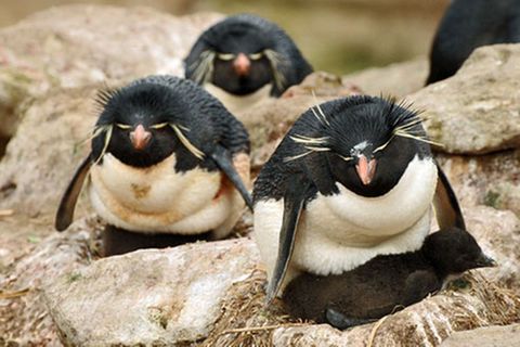 Schiebepuzzle: Felsenpinguine