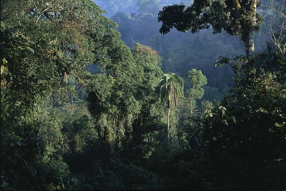 Schutz für die letzten Regenwälder Äthiopiens: Das neu geschaffene UNESCO-Biosphärenreservat im Südwesten des Landes