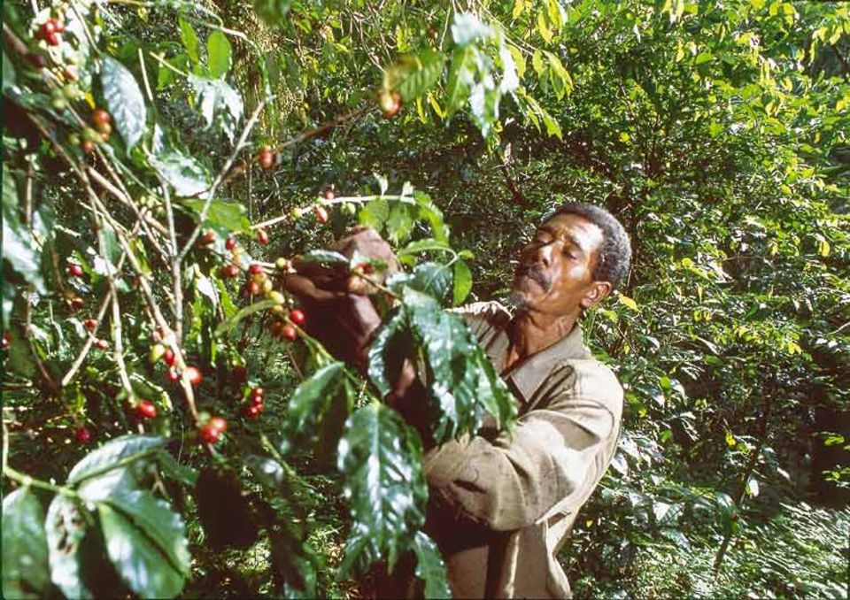 Urkaffee höchster Qualität: Im Reservat von Kaffa werden die wild wachsenden Kaffeebohnen von Hand gepflückt