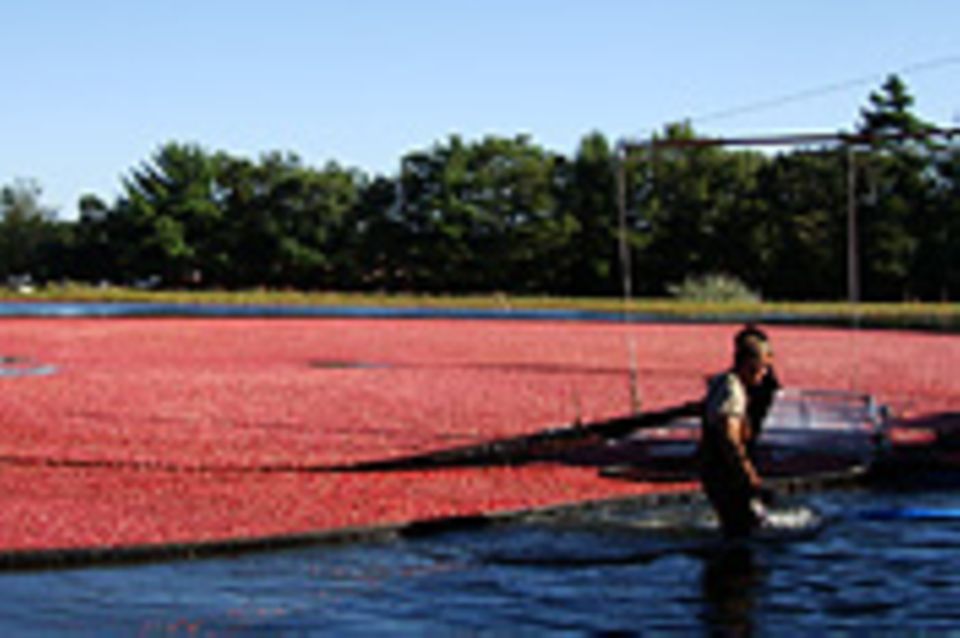 Cranberrysaison auf Cape Cod