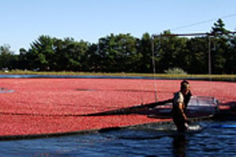 Cranberrysaison auf Cape Cod