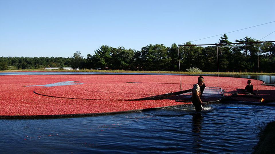 Nachdem die Cranberry-Beeren abgepflückt sind, werden sie mit Netzen von der Wasseroberfläche abgezogen. Bis zu 60 Tonnen müssen Keith Mann und seine Mitarbeiter pro Tag schaffen