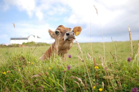 Schiebepuzzle: Kuh in Cornwall