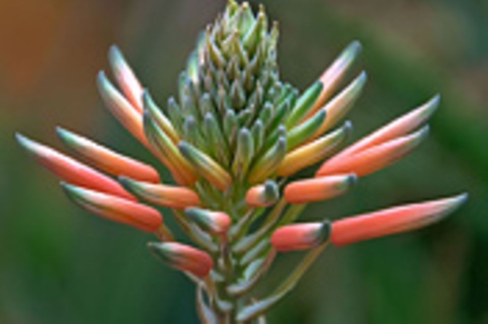 Schiebepuzzle: Nr. 209: Aloe-Blüte