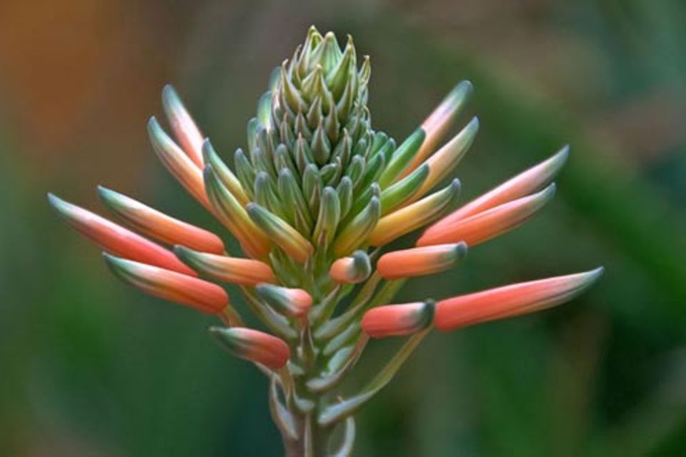 Schiebepuzzle: Aloe-Blüte