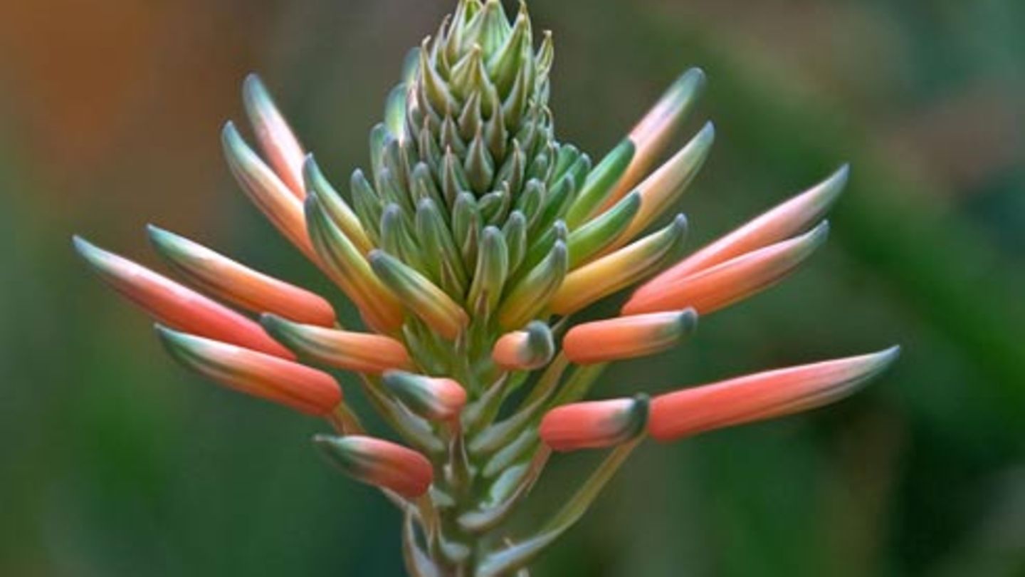 pink aloe Pink Blush Aloe Succulent main image 0