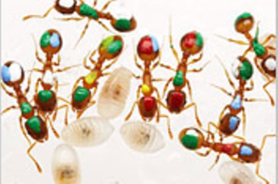 Biologie: Ameisen sind Alleskönner